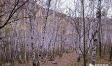 白桦林里的等待_550字