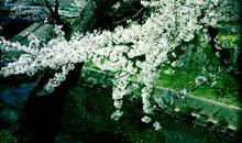 湘妃・泪染秋暮_1200字