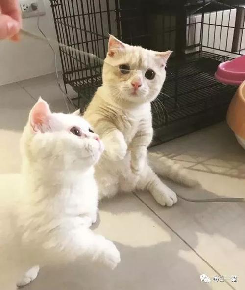 20年后的猫_1000字