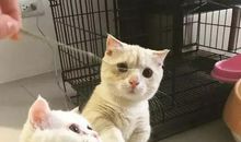 20年后的猫_1000字