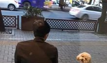 跨越种族的母爱_650字