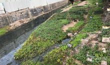 云溪河的变化_350字