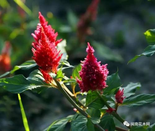 春天温暖？童年？ Celand花_1000字