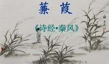 蒹葭蒹葭蒹勒个葭_500字