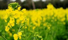 关于油菜花的作文：油菜花_250字