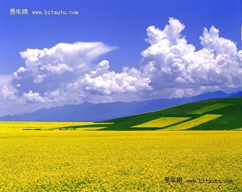 用油菜籽的组成：油菜籽_1000字