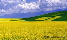 关于油菜花的作文：油菜花_1000字