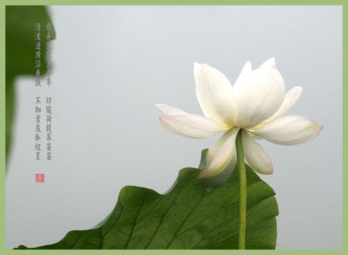 回到“Lotus Moonlight”_700字