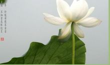 背《荷塘月色》_700字