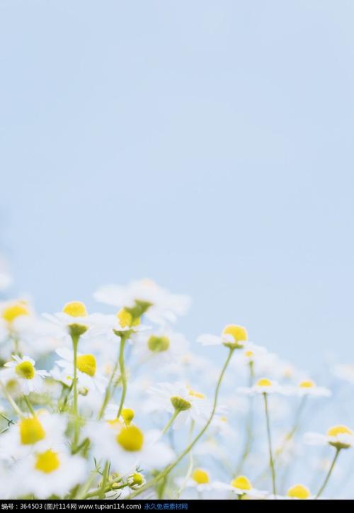 青春野生菊花_650字