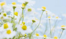 野菊花的自述_650字