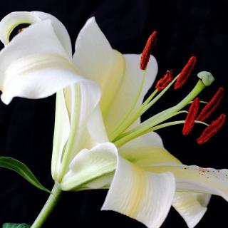 在心里读百合花之后_300字