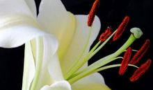 心田上的百合花开读后感_300字