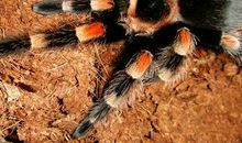 宠物蜘蛛 _400字