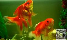 小金鱼跳跳_300字