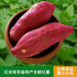 烤甘薯_400字