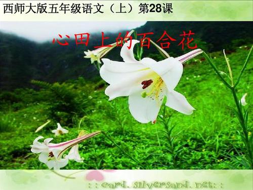 [叙述]百合花在心脏_900字