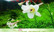 [记叙文阅读]心田上的百合花_900字