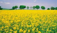 关于油菜花的作文：油菜花_600字