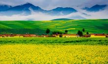 关于油菜花的作文：油菜花_500字