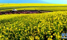 关于油菜花的作文：油菜花_700字