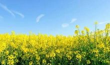 关于油菜花的作文：油菜花_900字