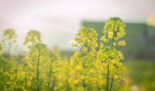 关于油菜花的作文：油菜花_400字