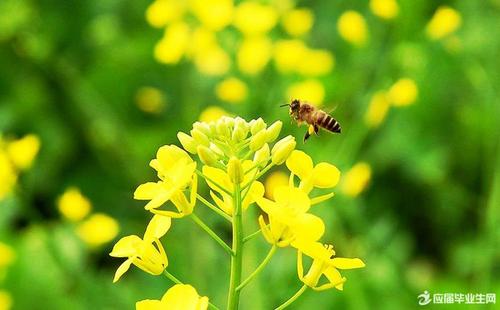 用油菜籽的组成：油菜籽_450字
