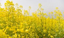 关于油菜花的作文：油菜花_650字