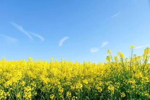 用油菜籽的组成：油菜籽_800字