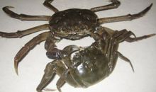 读《两只螃蟹》有感_350字