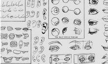 人的五官_1200字