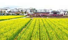 朴实的油菜花_500字