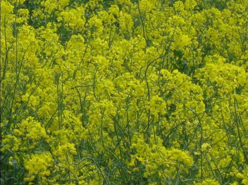 美丽的强奸花_100字