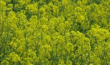 美丽的油菜花_100字