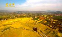 我爱你，油菜花！_350字