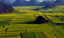 我喜爱油菜花_400字