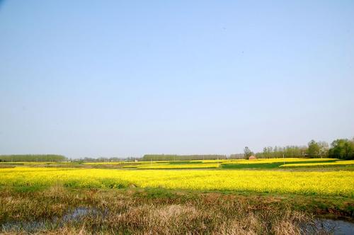家乡强奸花_350字
