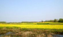 家乡的油菜花_350字