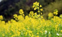 油菜花开_1000字