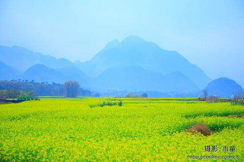 生花是美丽的_100字