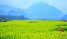 油菜花真漂亮_100字