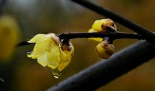 已是黄昏独自愁，更著风和雨