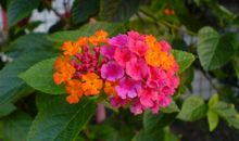 野花的自述_500字