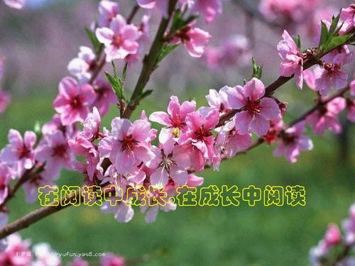 喜欢海_1200字