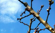 寒梅最堪恨，常作去年花