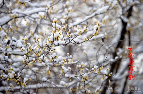 刘紫雄，梅雪夏