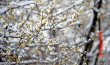 柳垂江上影，梅谢雪中枝