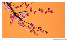 剩水残山无态度，被疏梅料理成风月