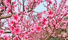 桃红复含宿雨，柳绿更带朝烟